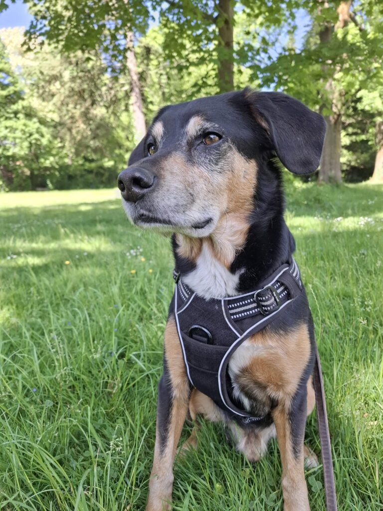 nachhilfe matheprofi_hund